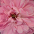 Różowy  - Róże Hybrid Perpetual - Jacques Cartier